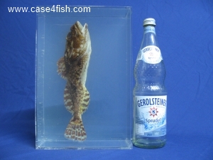 Foto Galerie/Perciformes/Cottoidei/Myoxocephalus scorpius/Myoxocephalus scorpius_08_S.jpg